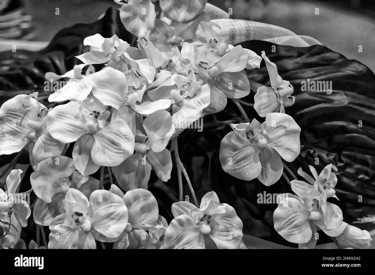 Foto fiori orchidee Foto Stock