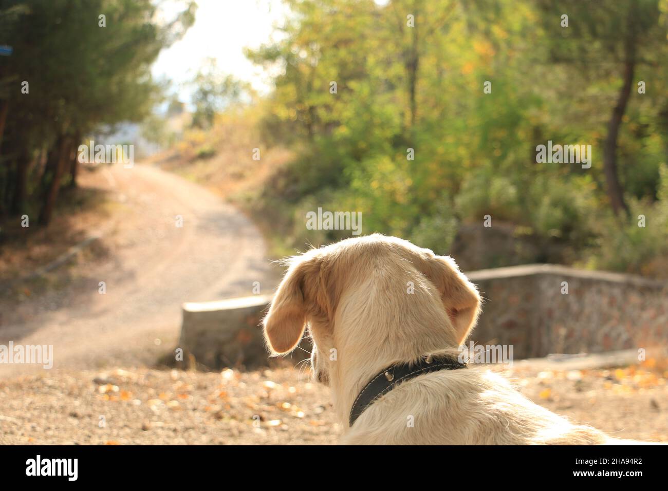Cane, cane piccolo che guarda la strada. Protegge il territorio. Foto Stock