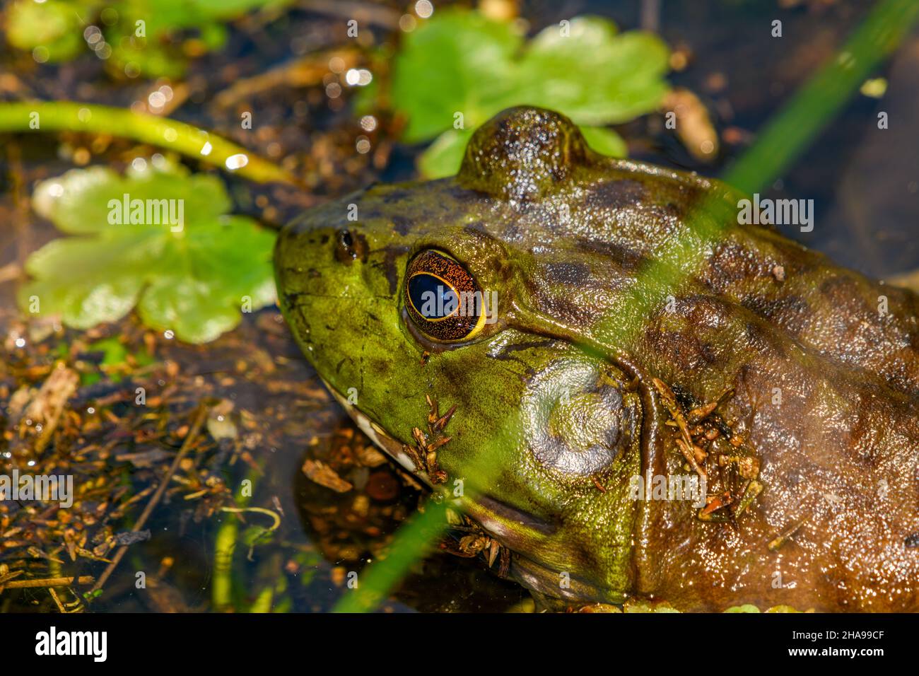 Corride americana (Lithobates catesbeianus), in palude, in attesa di imboscare preda Foto Stock