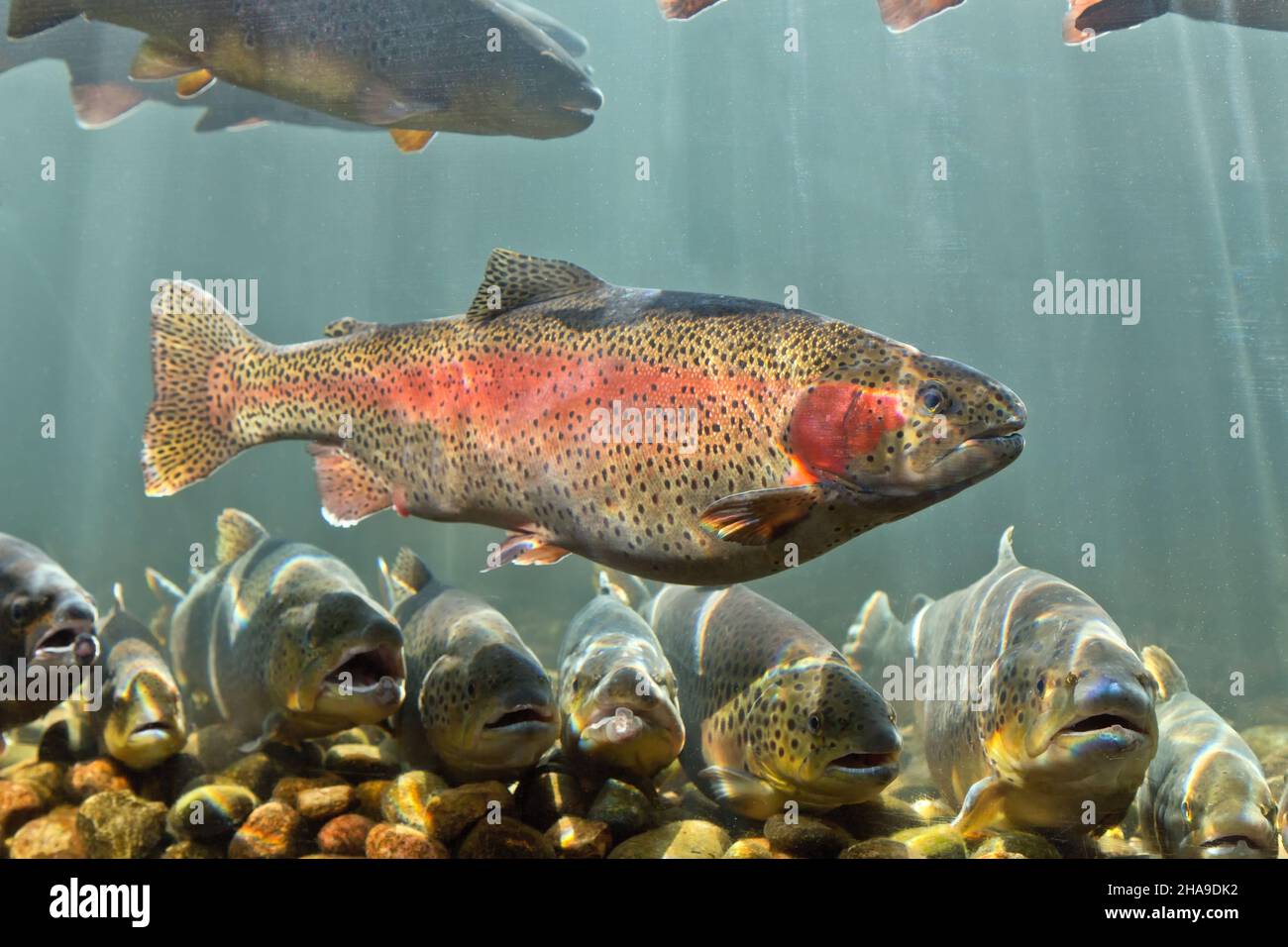 Trota arcobaleno 'Oncorhynchus mykiss', Pastore del Colli vivaio ittico, Centro di conservazione. Foto Stock