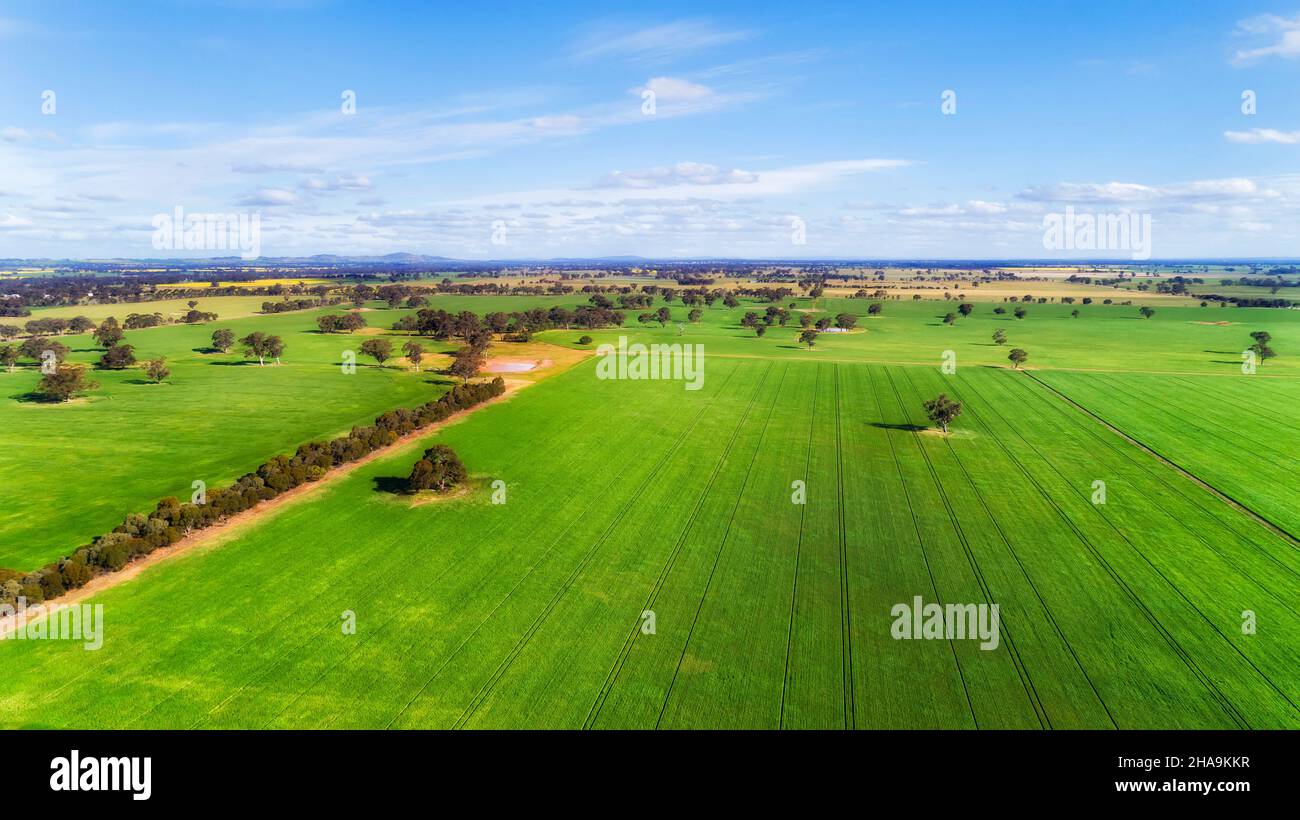In alto su campi verdi coltivati senza fine di agricoltura di mais dello stato di Victoria in Australia. Foto Stock