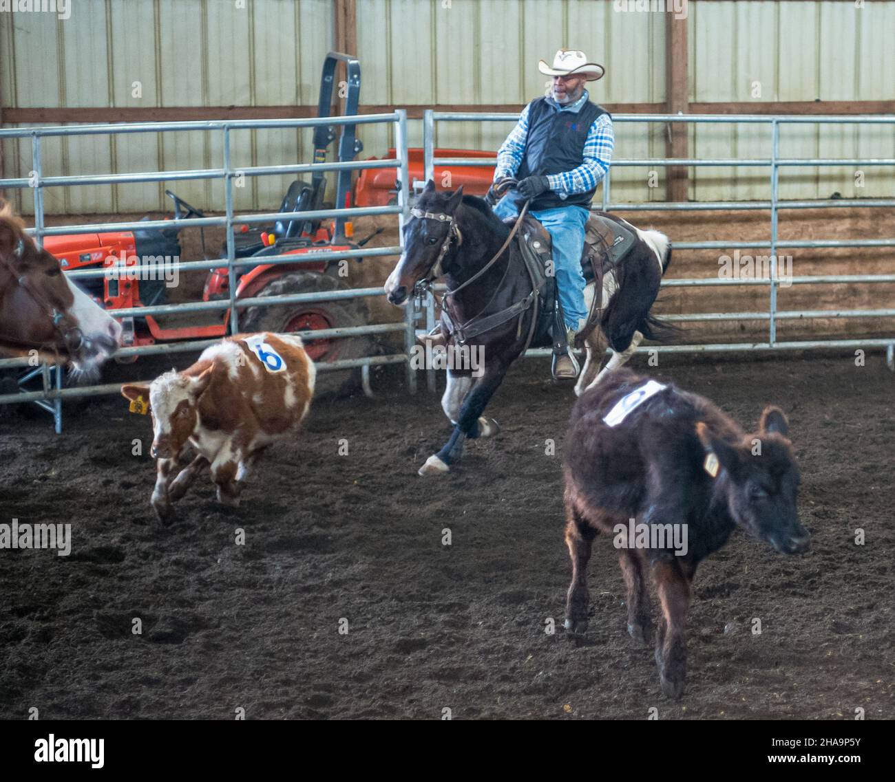 Waterford Works, New Jersey, USA. 10th Dic 2021. MISTA MORRIS, di Cascades, NC ride durante il ranch smistamento nazionale campionati del New Jersey a Summer Jade Stables in Water Works, New Jersey. Morris ha vinto il primo posto nella competizione di classe 6 e si aspetta di viaggiare a Fort Worth Texas per il Campionato Nazionale. Morris riposa nel 6th posto nello stato. (Credit Image: © Brian Branch Price/ZUMA Press Wire) Foto Stock
