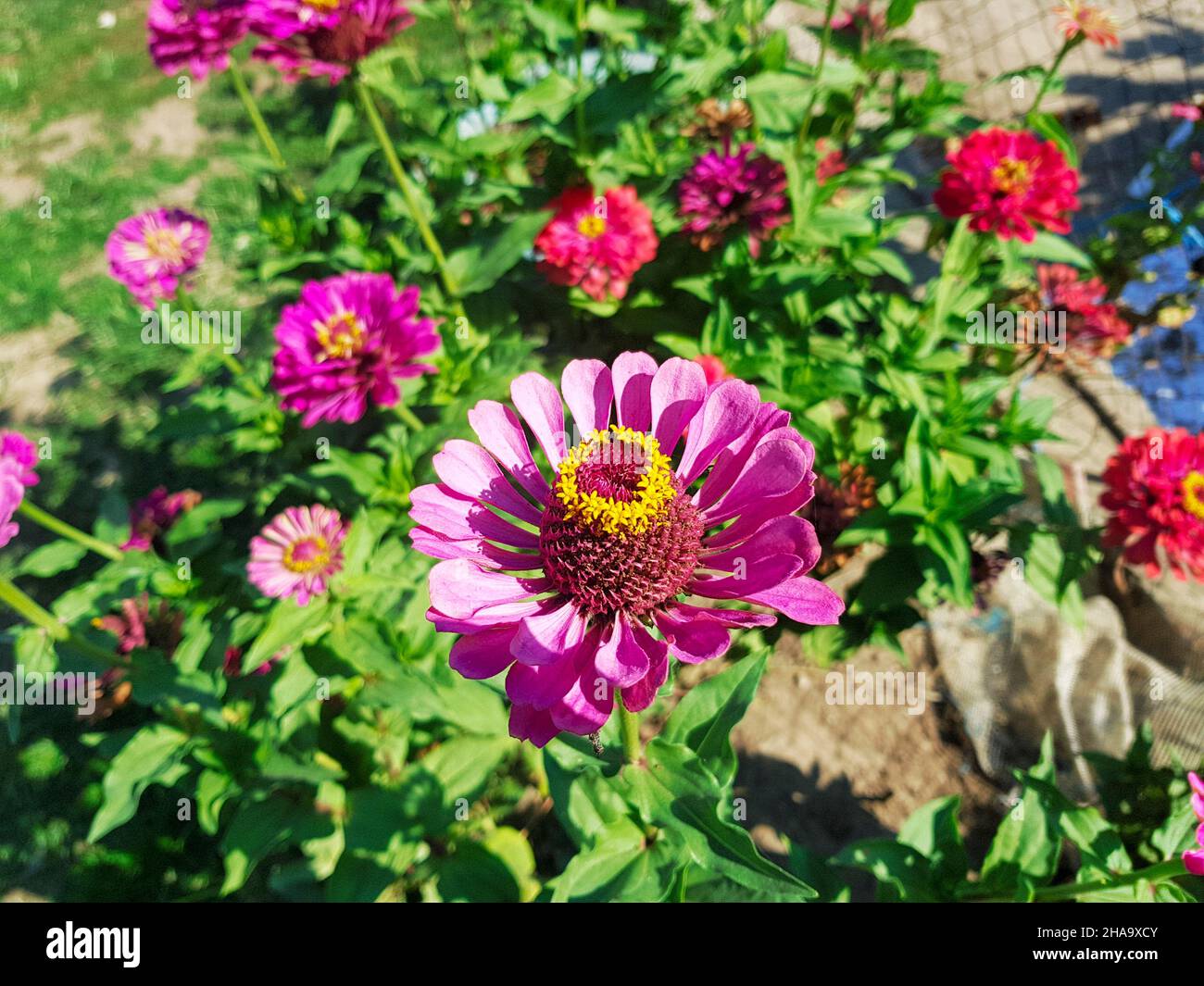 Primo piano del fiore di Zinnia, fino a giù. Foto Stock