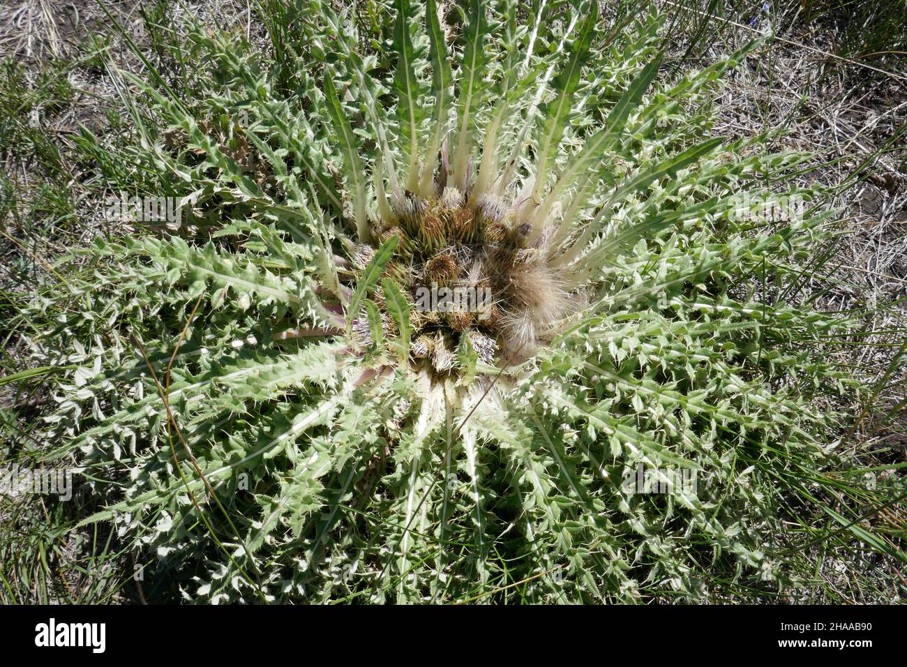 Pungente pianta di cardo che cresce basso al suolo Foto Stock