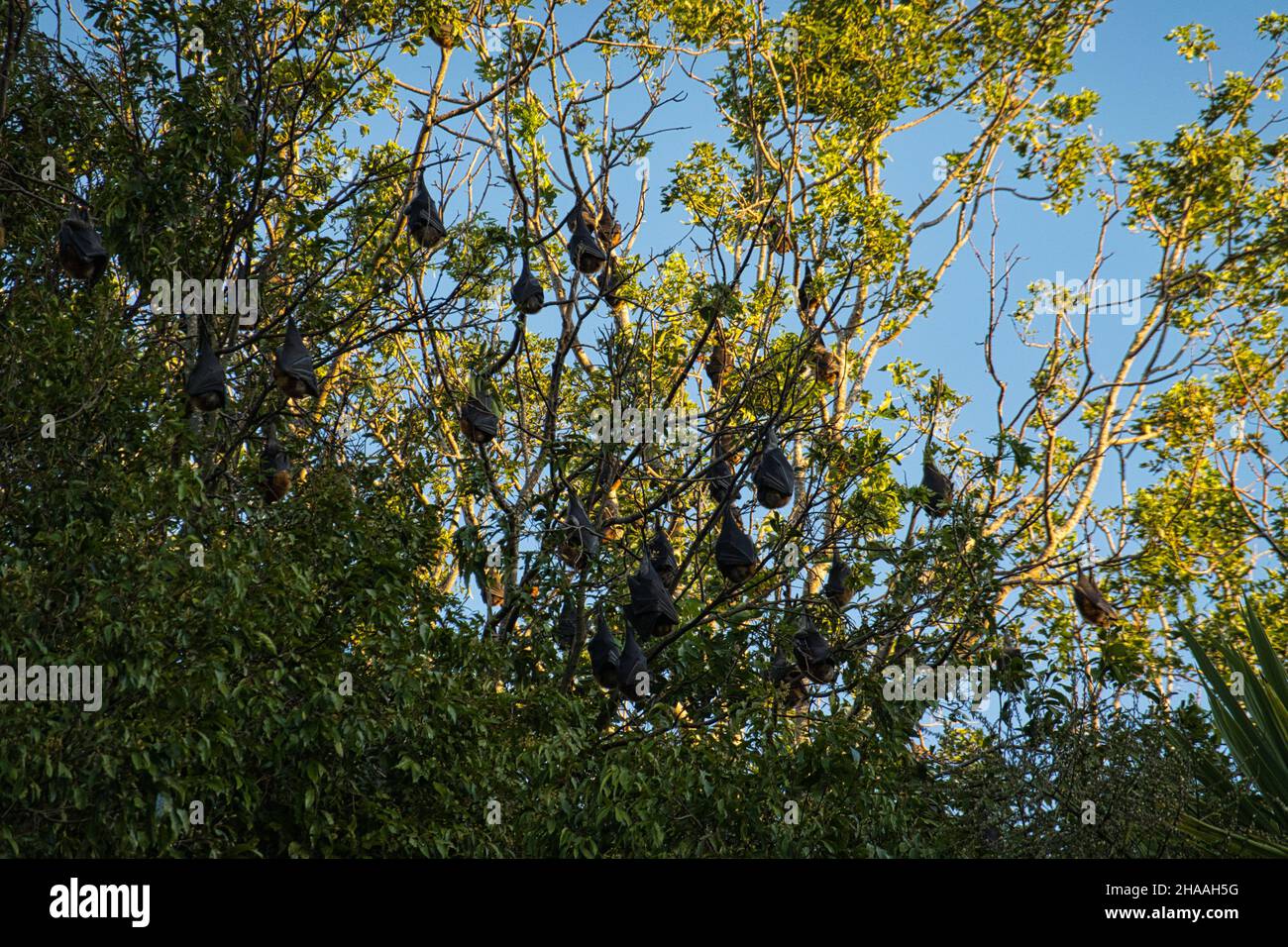 Volpi volanti dalla testa grigia che ruggono in un albero in Australia Foto Stock