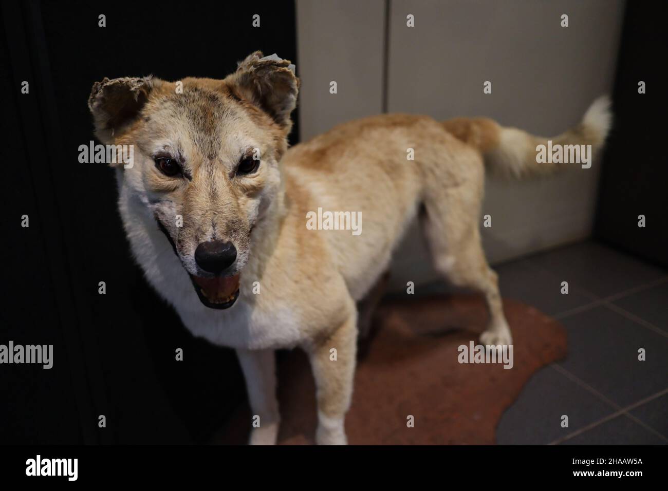 un cattivo taxidermy dingo Foto Stock