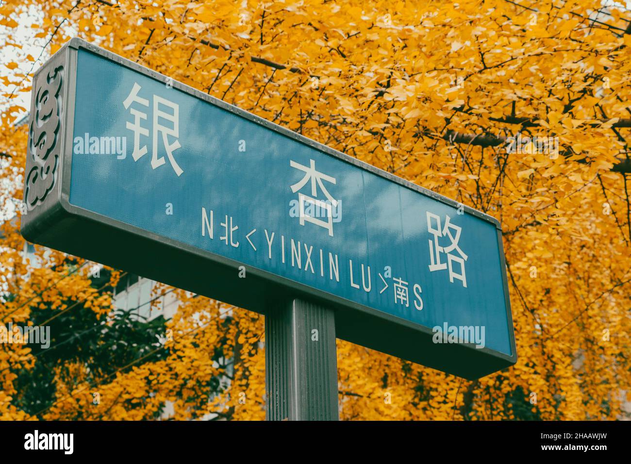 Segnaletica stradale per Yinxin Road a Chengdu, Sichuan, Cina con alberi di Ginkgo e foglie sullo sfondo - i personaggi traducono come Yinxin Road, che in Foto Stock
