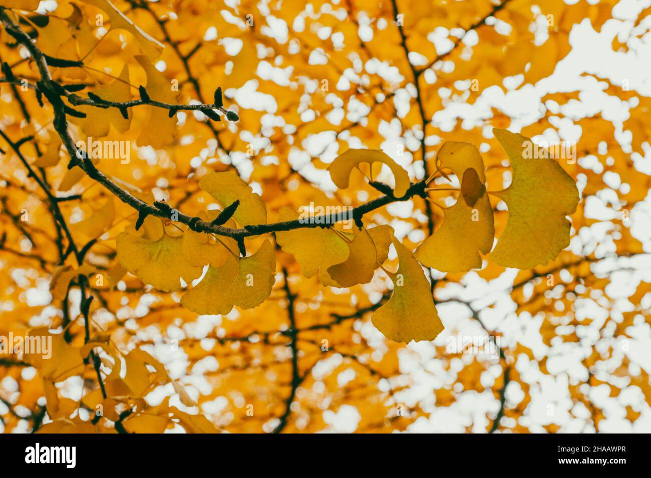 Ginkgo Biloba lascia un albero Ginkgo Biloba in autunno Foto Stock
