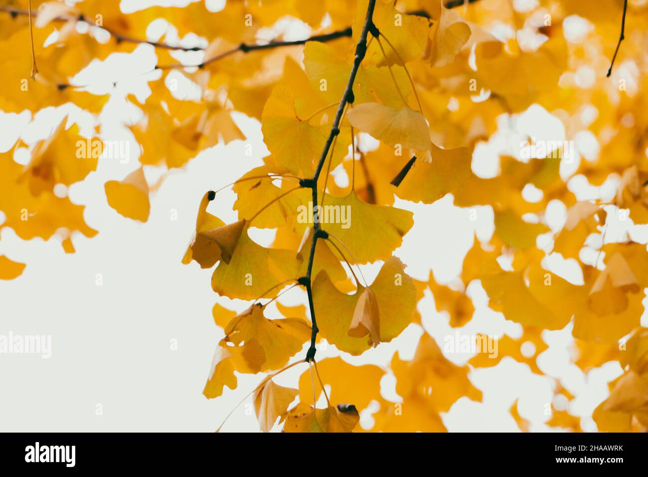 Primo piano della luce solare autunnale che filtra attraverso foglie di ginkgo giallo dorato su un albero di ginkgo biloba Foto Stock