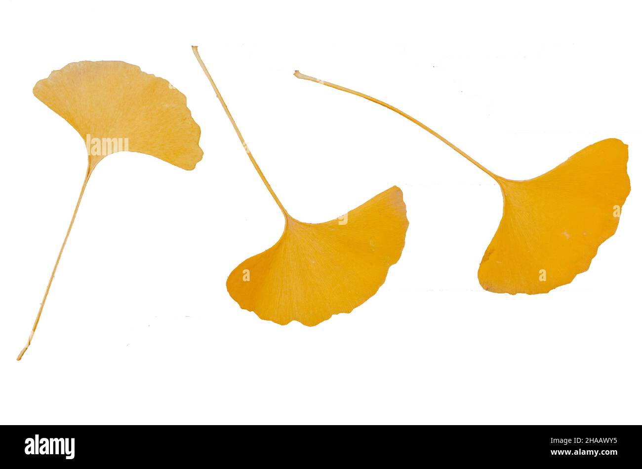 Tre foglie dorate di ginkgo biloba su sfondo bianco Foto Stock