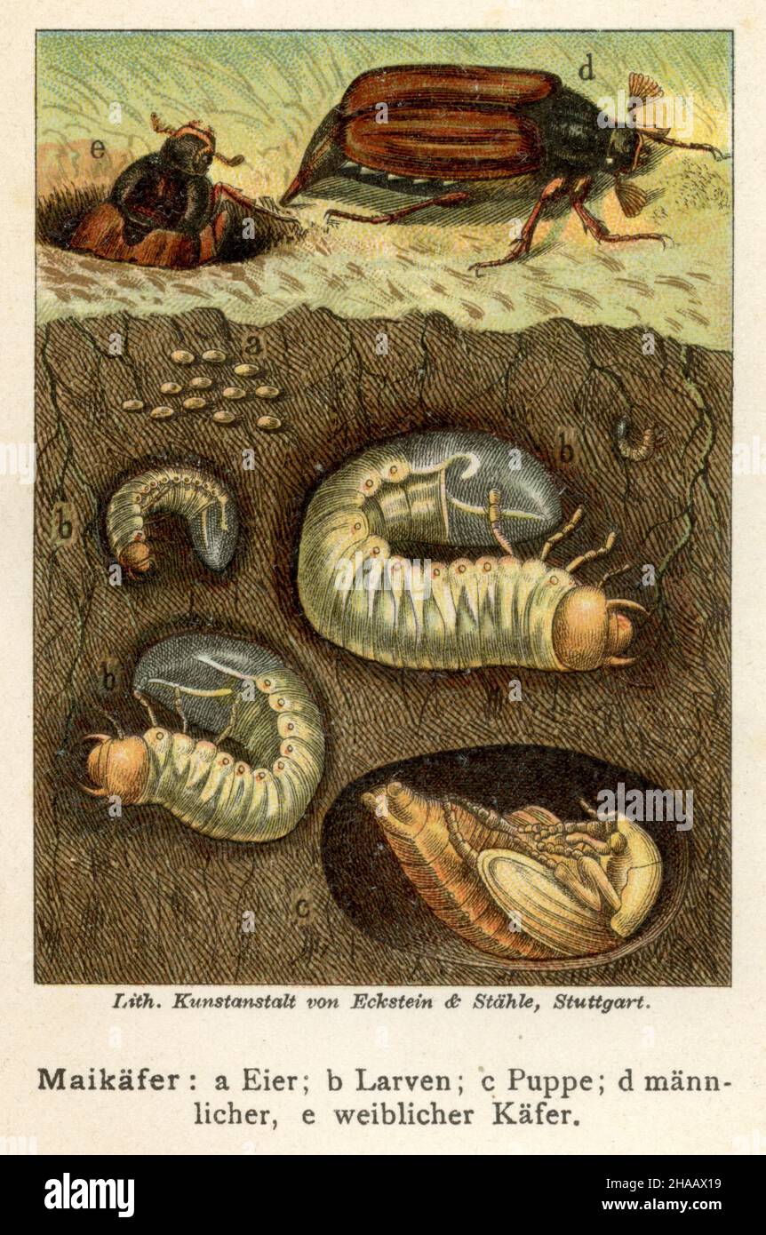Scarafer melolontha melolontha, Lüh. Kunstalt von Eckstein (libro zoologico, 1897), Maikäfer : a Eier; b Larven; c Puppe; d männlicher, e weiblicher Käfer Foto Stock