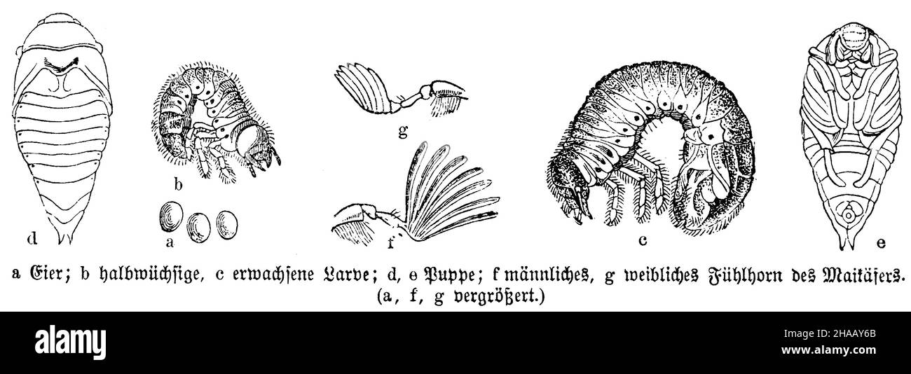 Cockchafer, melolontha melolontha, anonym (Biology book, 1880), Maikäfer: Eier, Puppe, larve Foto Stock