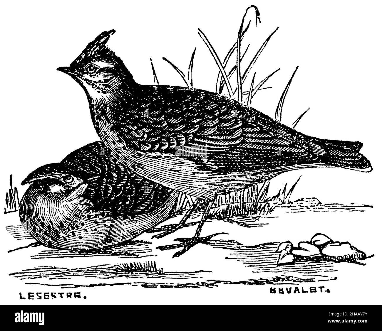Larice crestato, Galerida cristata, Lesestre u. Bevalbt? (Libro di zoologia, 1877), Haubenlerche Foto Stock