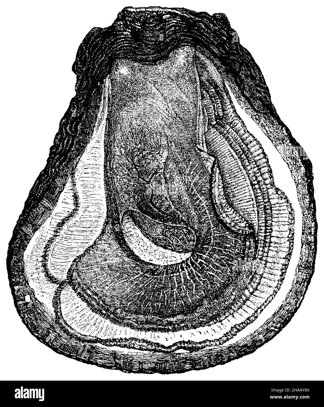 Ostriche commestibili, Ostrea edulis, (enciclopedia, 1893), Auster («Eine vollwüchsige schleswig-holsteinische Auster, ungefähr 10 Jahre alt, stark eierträchtig») Foto Stock