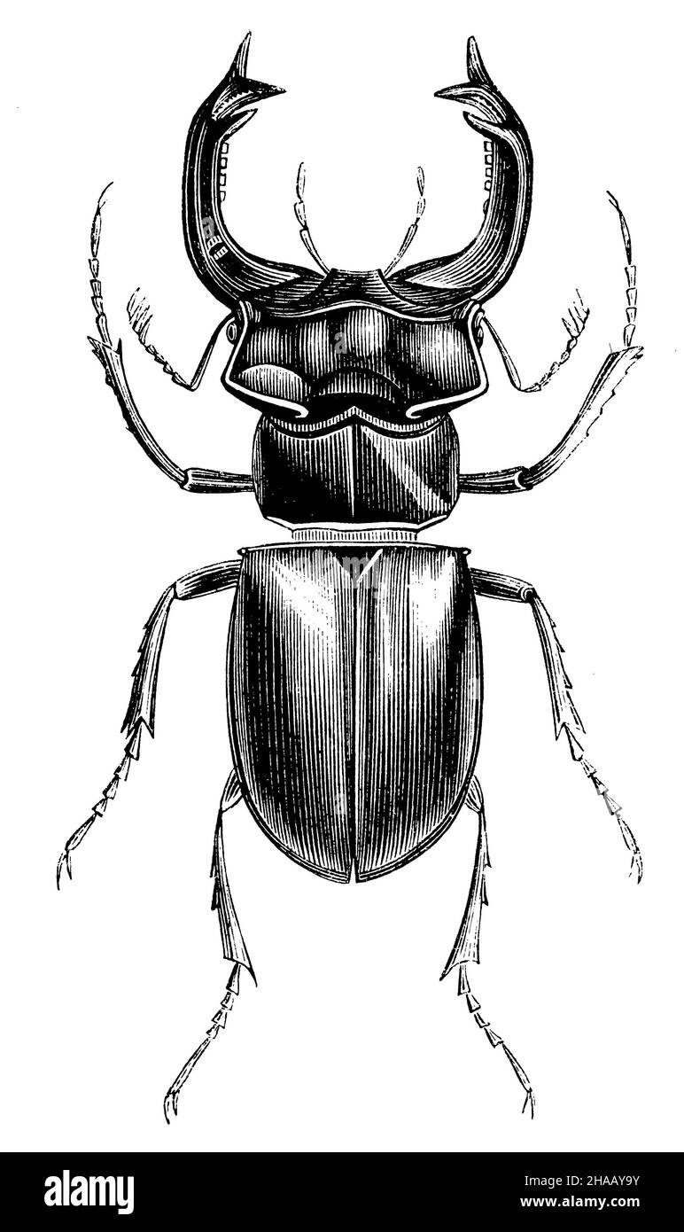 Coleottero europeo, Lucanus cervicus, (libro zoologico, 1876), Hirschkäfer Foto Stock