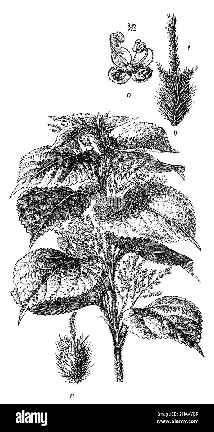 White Mulberry, Morus alba, (Enciclopedia, 1898), Maulbeere, Weiße Foto Stock