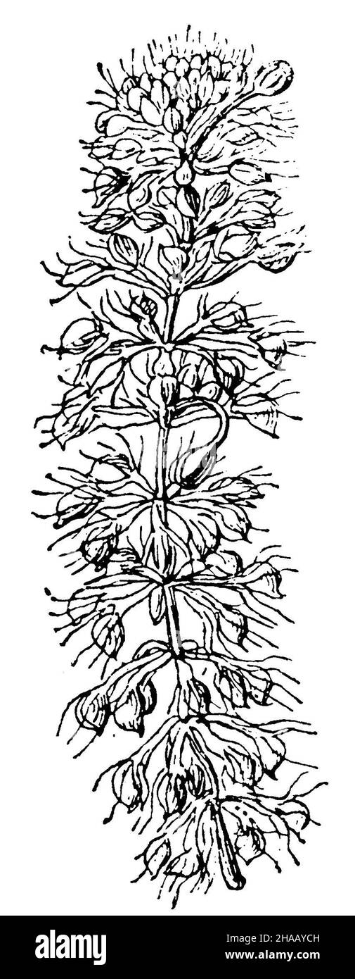 Impianto di waterwheel, Aldrovanda vesiculosa, (enciclopedia, 1890), Wasserfalle Foto Stock