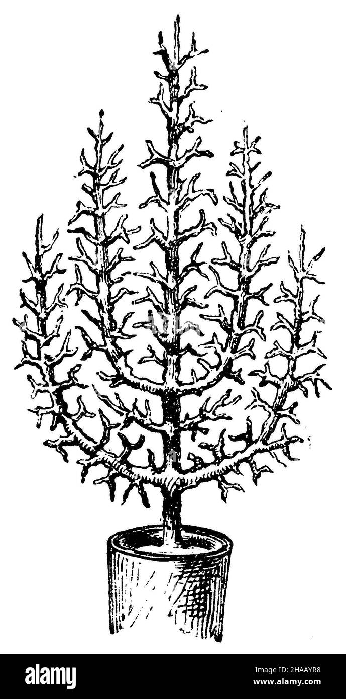 Albero di frutta in vaso: Una delle forme che possono essere date all'albero di frutta in vaso, , (libro giardino, 1877), Topfostbaum: Eine der Formen die man dem Topfostbaum geben kann Foto Stock
