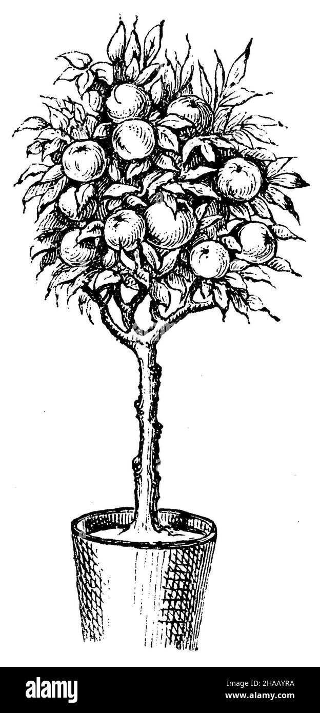 Albero di frutta in vaso: Una delle forme che si possono dare all'albero di frutta in vaso, , (libro giardino, 1877), Topfostbaum: Eine der Formen die man dem Topfostbaum geben kann Foto Stock
