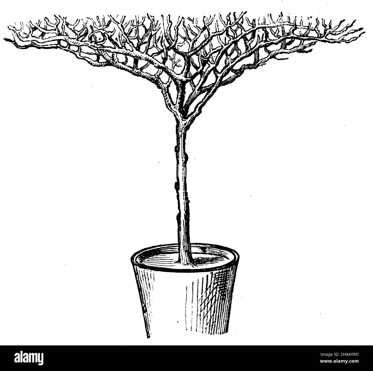 Albero di frutta in vaso: Una delle forme che potete dare all'albero di frutta in vaso, , (libro del giardino, 1877), Topfobstbaum: Eine der Formen die man dem Topfobstbaum geben kann Foto Stock