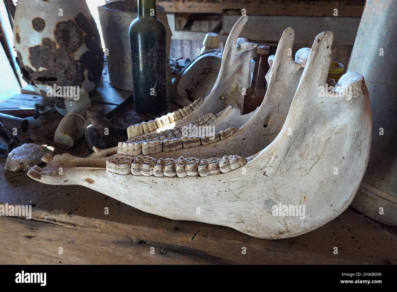 una fila di ossa della mascella della mucca sedette su una mensola di legno Foto Stock