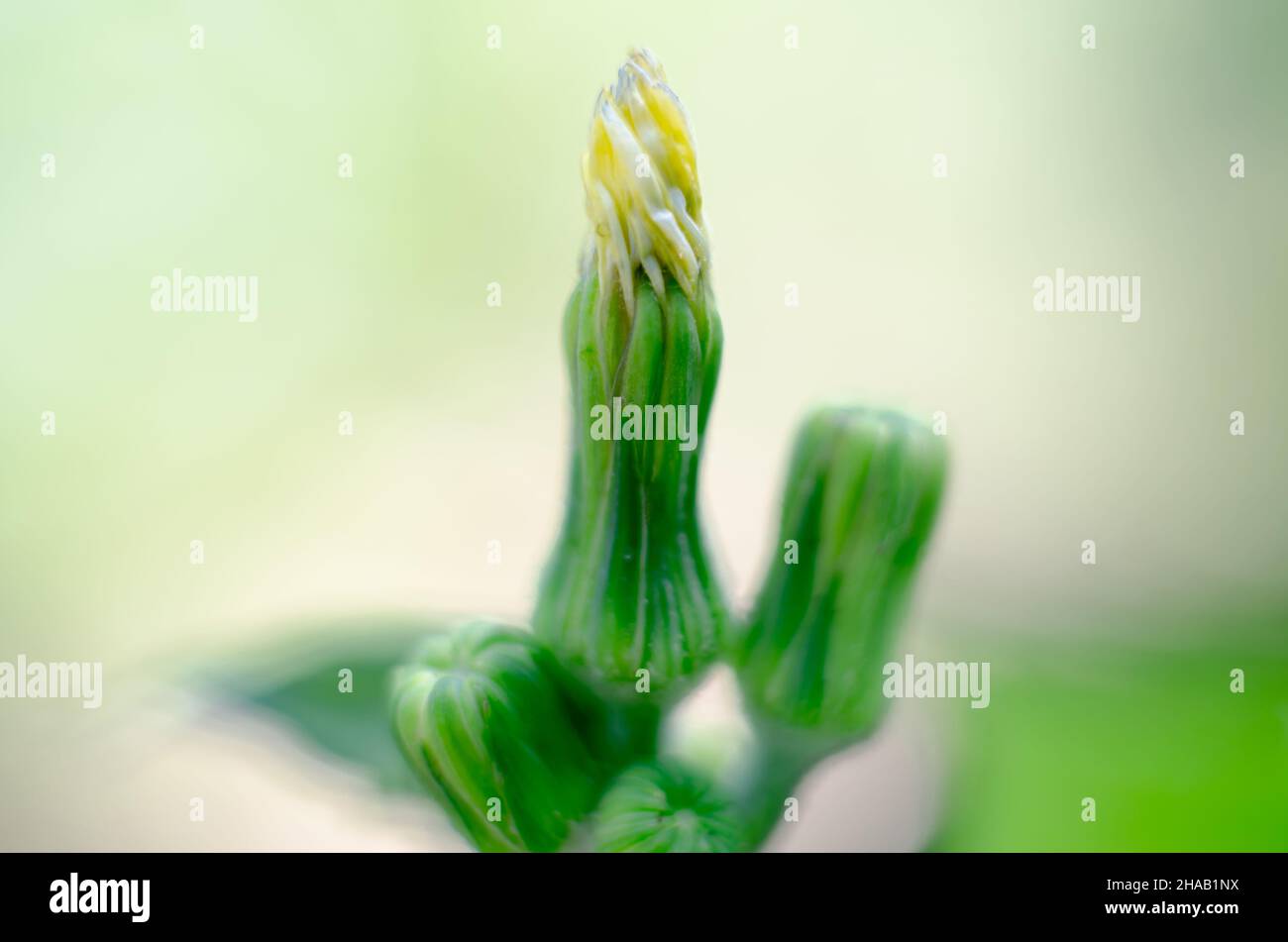 Foto macro di un germoglio di dente di leone con fuoco selettivo. Bellissimo sfondo floreale. Foto Stock