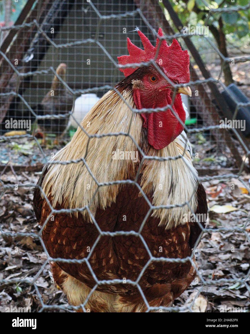 un primo piano di un gallo attraverso un recinto a catena di maglia Foto Stock