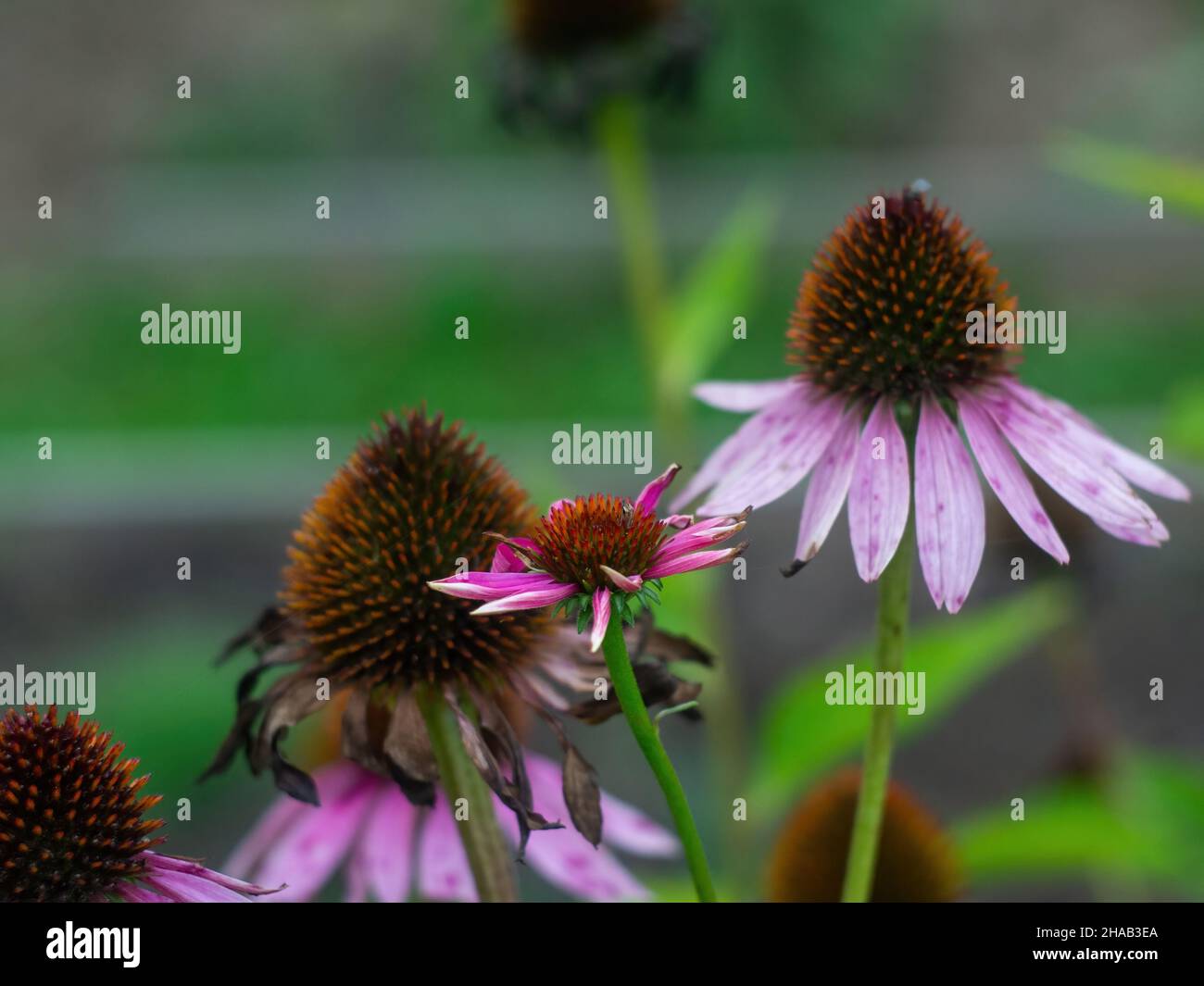 i fiori hanno versato i loro petali nel giardino Foto Stock