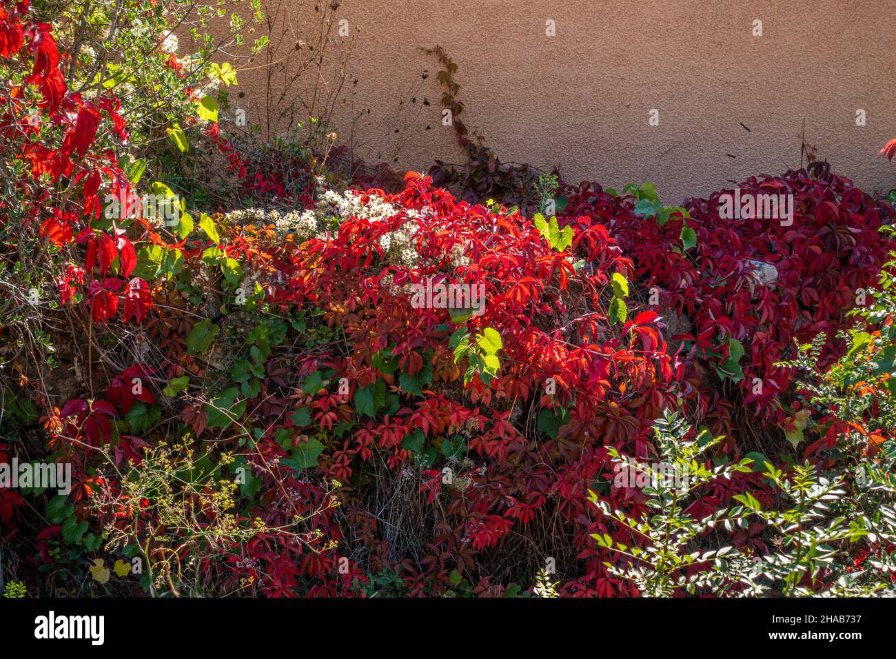Edera rossa americana che cresce su un muro in Francia Foto Stock