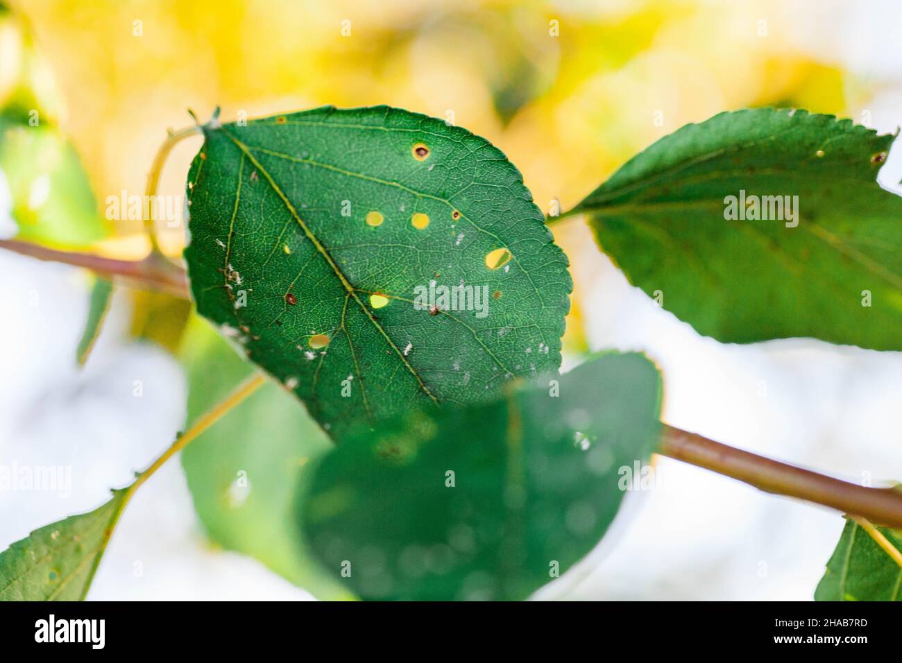 Afidi foglia danneggiata da parassiti e malattie. La colonia di Aphidoidea danneggia gli alberi nel giardino mangiando le foglie. Pericoloso peste di piante coltivate che mangiano succo vegetale. Foto Stock