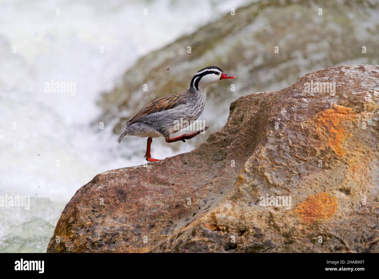 Un'anatra adulta drake Torrent della corsa peruviana (Merganetta armata leucogenis) arroccata su una roccia sul versante orientale delle Ande in Ecuador Foto Stock