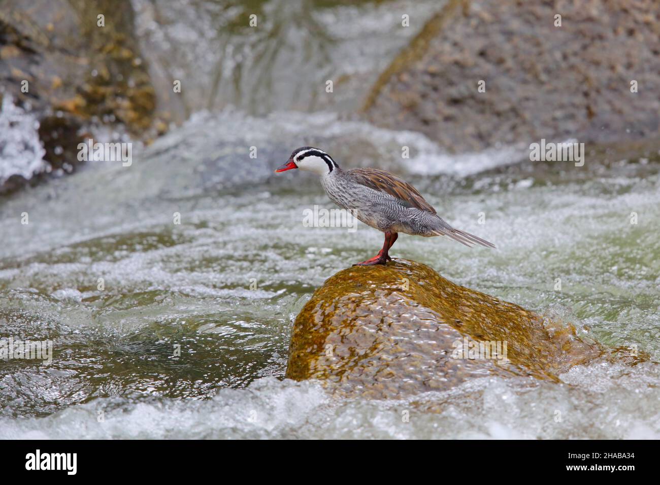 Un'anatra adulta drake Torrent della corsa peruviana (Merganetta armata leucogenis) arroccata su una roccia sul versante orientale delle Ande in Ecuador Foto Stock