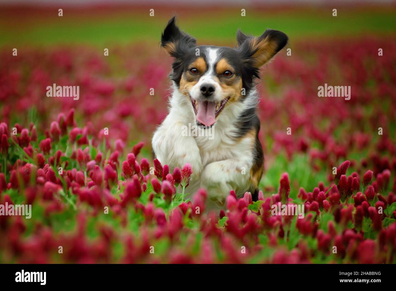 Sorprendente carino tricolore cane in esecuzione nel fiore rosso trifoglio. Foto Stock