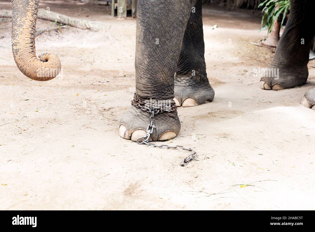 elefante a catena piede animale Foto Stock