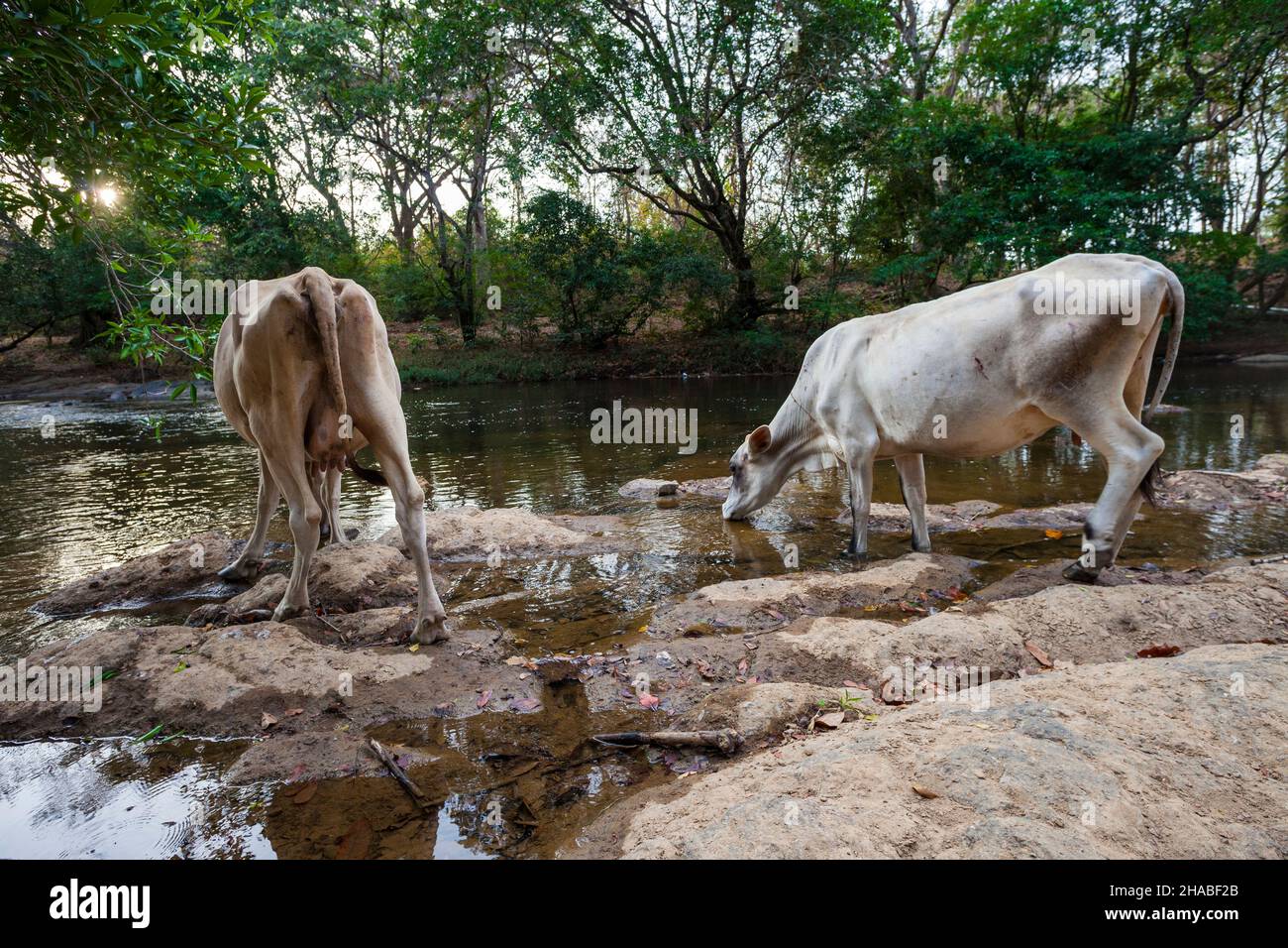 Il bestiame è acqua potabile da Rio Cocle del sur, Toro Bravo, provincia Cocle, Repubblica di Panama, America Centrale. Foto Stock