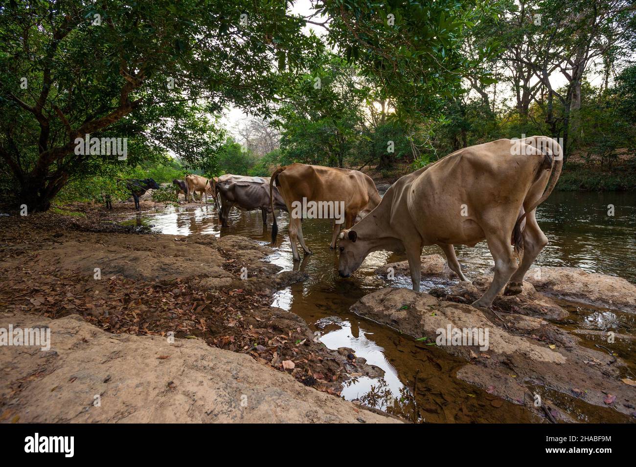 Il bestiame è acqua potabile da Rio Cocle del sur, Toro Bravo, provincia Cocle, Repubblica di Panama, America Centrale. Foto Stock