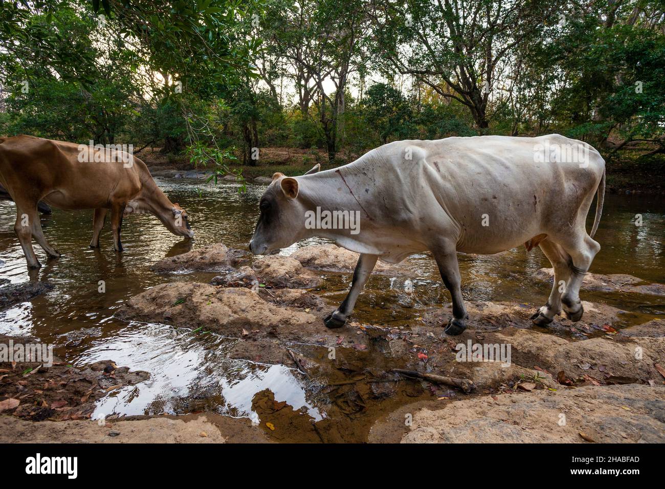 Il bestiame è acqua potabile da Rio Cocle del sur, Toro Bravo, provincia Cocle, Repubblica di Panama, America Centrale. Foto Stock