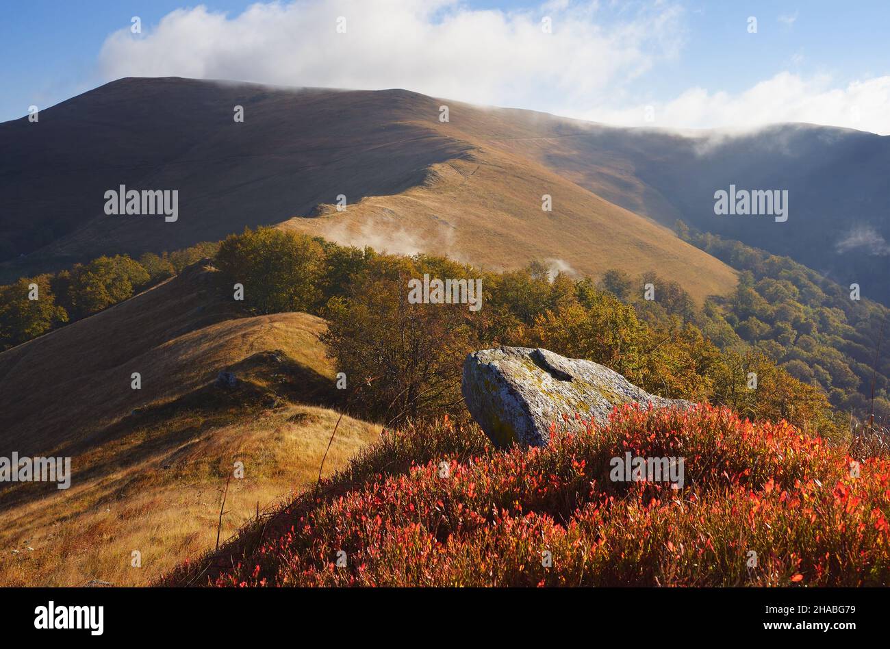 Paesaggio autunnale in montagna. Mirtilli di pietra e cespuglio. Giorno di sole. Carpazi, Ucraina, Europa Foto Stock