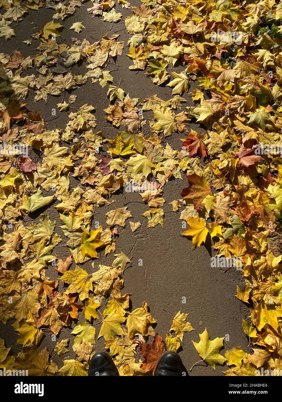 tappeto giallo a foglie di acero in autunno secco giorno di sole Foto Stock