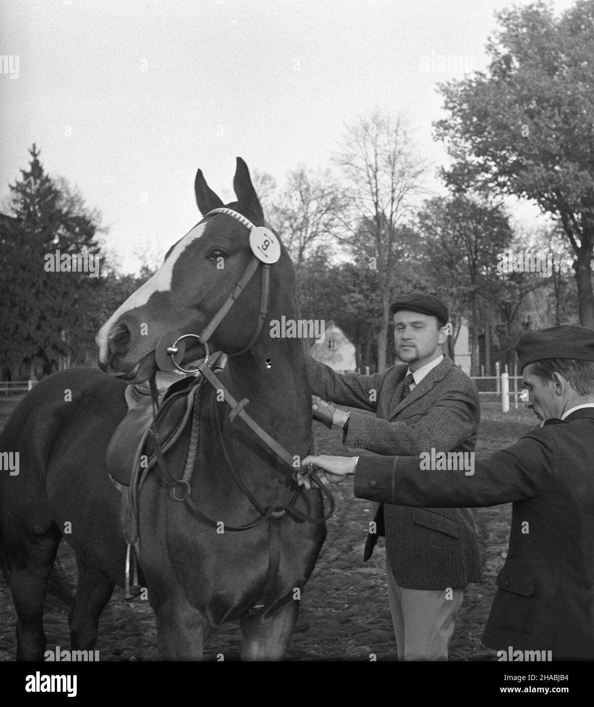 Starogard Gdañski, 1969-10-29. W dniach 28 i 29 paŸdziernika w Pañstwowym Stadzie Ogierów (PSO) Starogard odby³a siê sprzeda¿ aukcyjna koni. W pierwszym dniu aukcji prezentacji koni prznacych na sprzeda¿ towarzyszy³y pokazy zabytkowych powozów oraz jeŸdŸców z RÓ¿nych epok historycznych. W drugim dniu zorganizowano bieg myœliwski, tak zwan¹ pogoñ za lisem, w której uczestniczy³o ponad 40 jeŸdŸców; reszta goœci obserwowa³a bieg z powozów. Ad PAP/Janusz Uklejewski Starogard Gdanski, 29 ottobre 1969. Il 28 e 29 ottobre 1969 si tenne un'asta di stallone presso lo Stallion Stud in Foto Stock