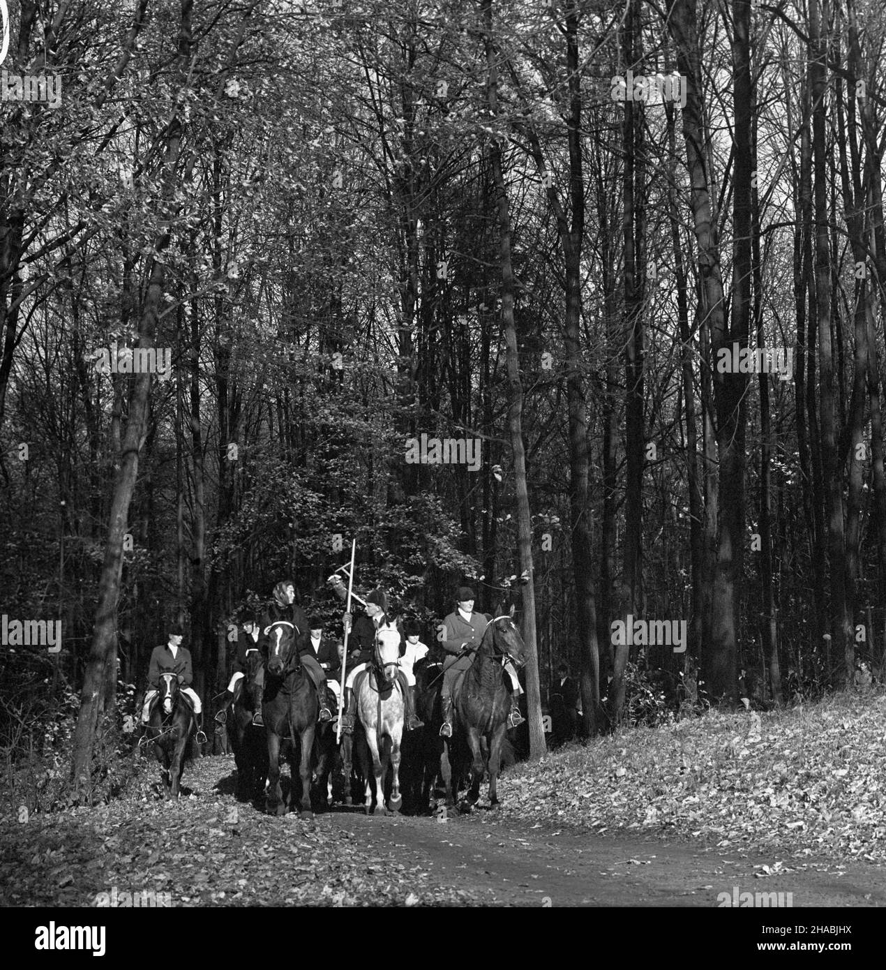 Starogard Gdañski, 1969-10-29. W dniach 28 i 29 paŸdziernika w Pañstwowym Stadzie Ogierów (PSO) Starogard odby³a siê sprzeda¿ aukcyjna koni. W pierwszym dniu aukcji prezentacji koni prznacych na sprzeda¿ towarzyszy³y pokazy zabytkowych powozów oraz jeŸdŸców z RÓ¿nych epok historycznych. W drugim dniu zorganizowano bieg myœliwski, tak zwan¹ pogoñ za lisem, w której uczestniczy³o ponad 40 jeŸdŸców; reszta goœci obserwowa³a bieg z powozów. Ad PAP/Janusz Uklejewski Starogard Gdanski, 29 ottobre 1969. Il 28 e 29 ottobre 1969 si tenne un'asta di stallone presso lo Stallion Stud in Foto Stock