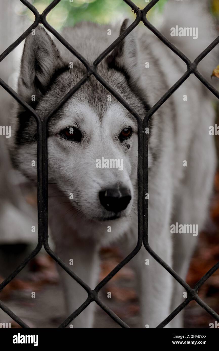 Un cane Husky si siede dietro una recinzione. Cane domestico. Foto Stock