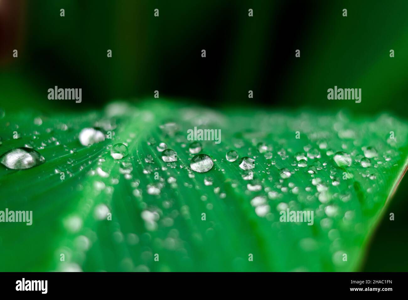 Gocce di pioggia su una foglia verde. Sfondo della natura. Foto Stock