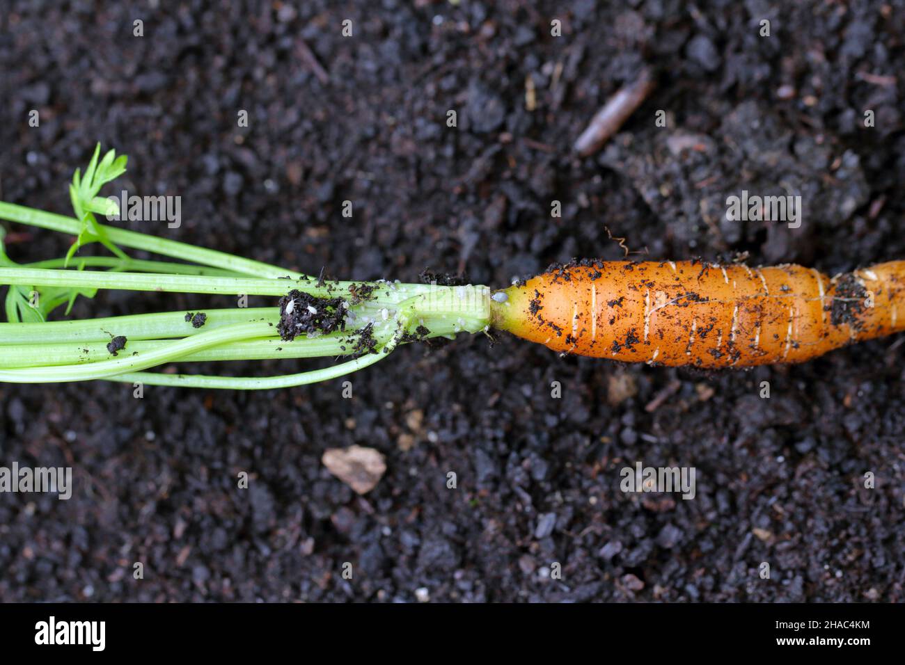 Gli afidi di radice sono pesti suolo-trasportati di piante varie, quali le verdure, stanno alimentando sulle radici nel suolo. Afidi, forme senza alare sulla radice della carota. Foto Stock