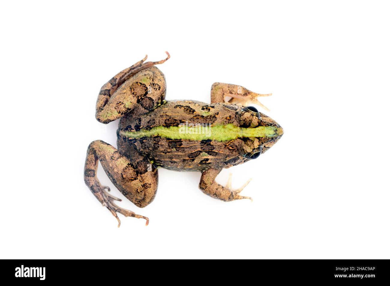 Immagine di rana marrone isolata su sfondo bianco. Pelophylax ridibundus. Animale. Anfibi. Foto Stock