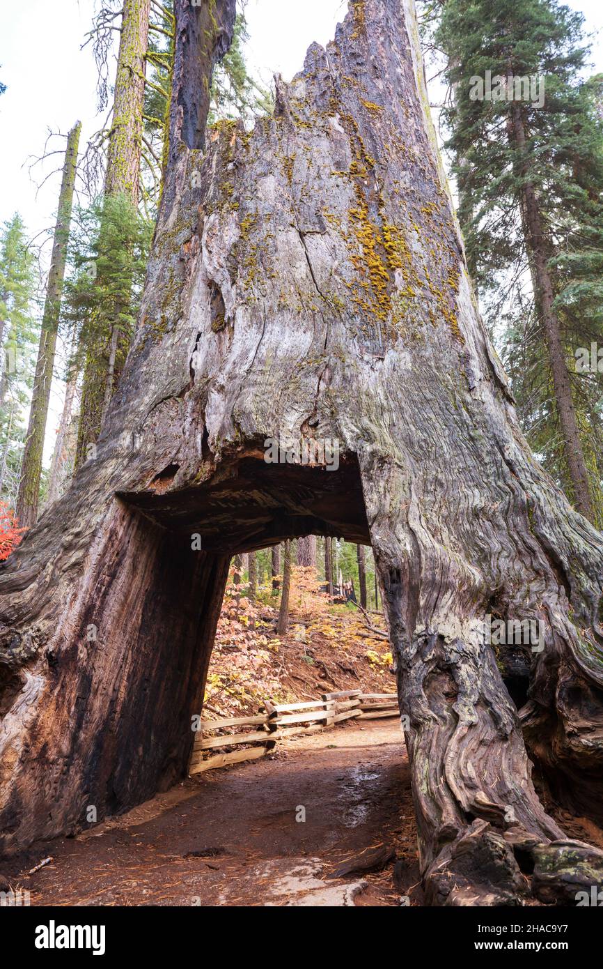 Un tunnel che attraversa un gigantesco albero di sequoia nello Yosemite National Park, California, USA Foto Stock