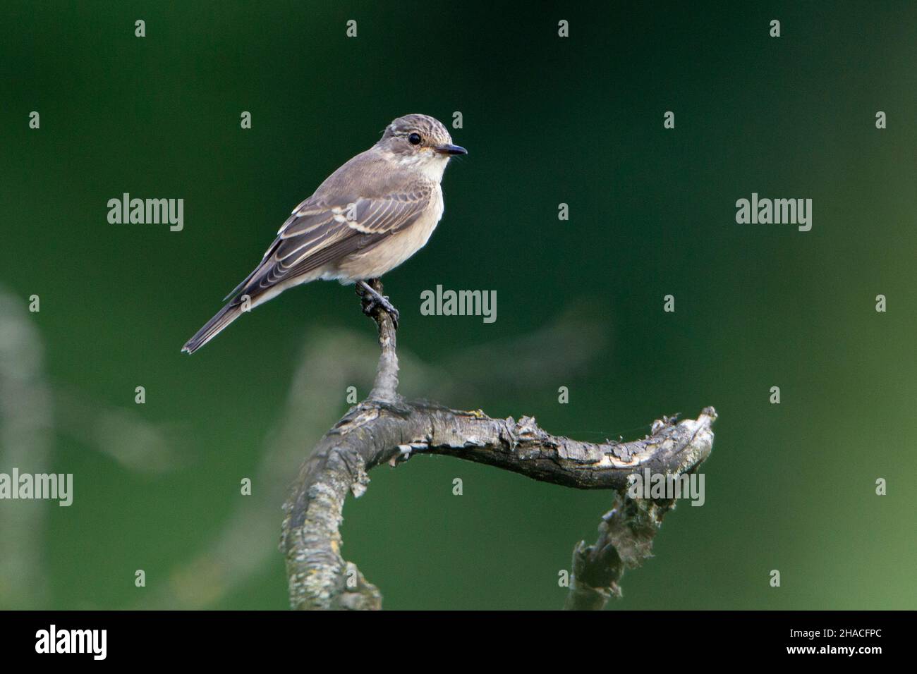 Spotted flycatcher, (Muscicapa striata), adulto arroccato sul ramo, bassa Sassonia, Germania Foto Stock