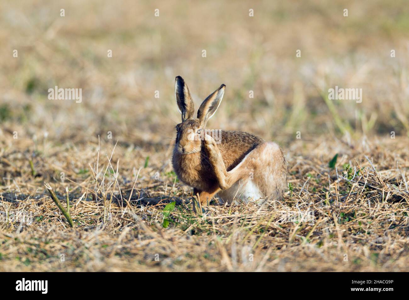 Lepre europea (Lepus europaeus), adulto che graffia l'orecchio con la gamba posteriore, bassa Sassonia, Germania Foto Stock