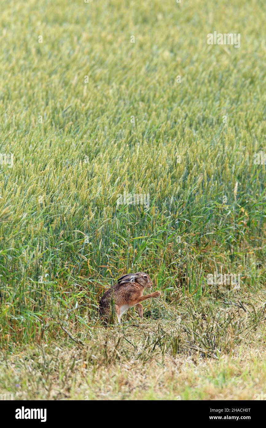 Lepre europea (Lepus europaeus), a bordo del campo di grano, pulendosi con le zampe, bassa Sassonia, Germania Foto Stock