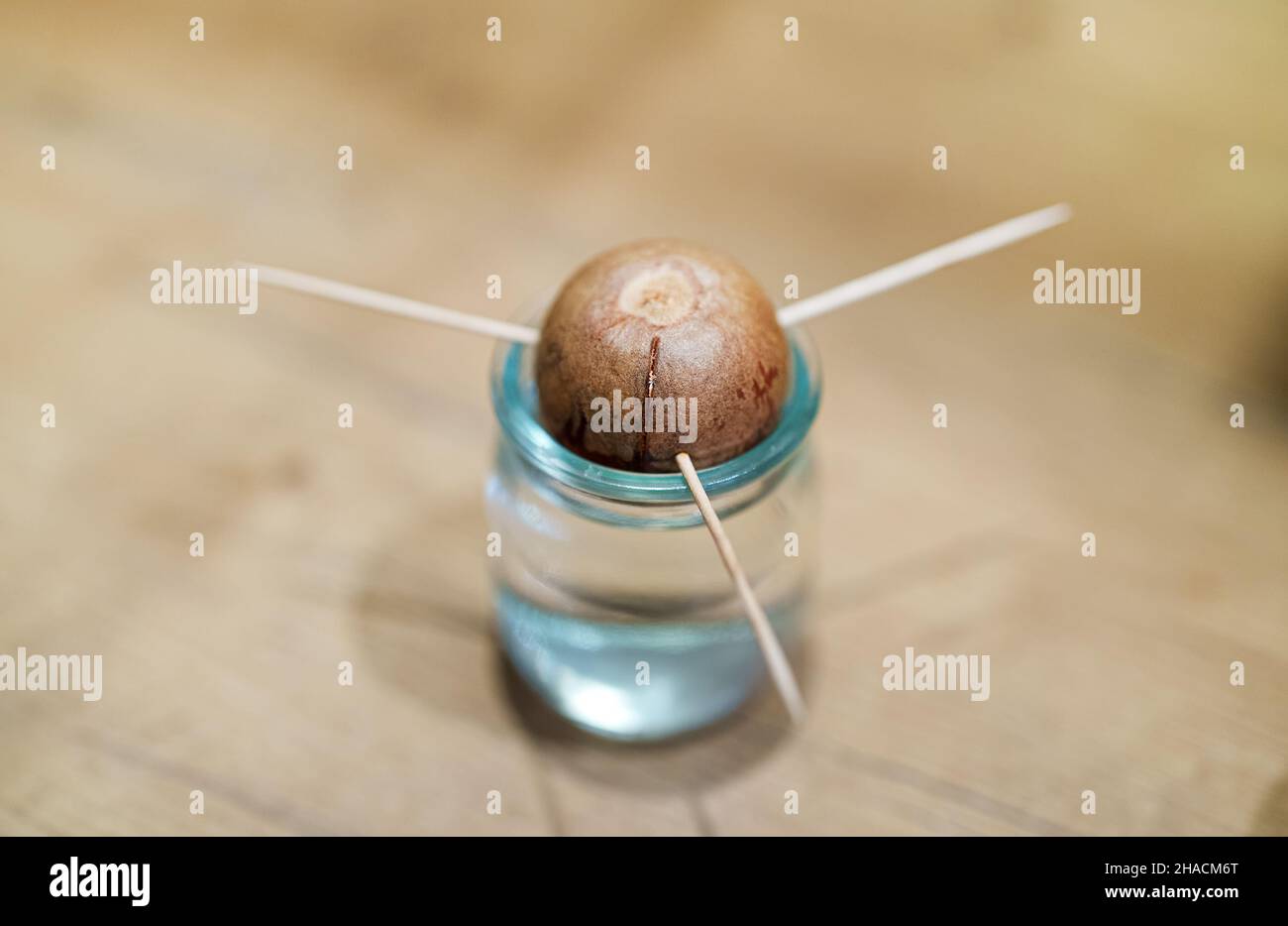 Avocado crescente da seme a condizioni di casa. Foto Stock